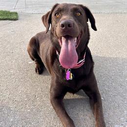 Labrador Retriever puppies from Midwest Labrador’s