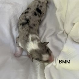 Australian Shepherd Puppies from FairWilde Farm