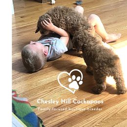 Cockapoo Puppies from Chesley Hill Cockapoos