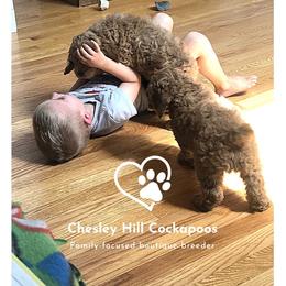 Cockapoo Puppies from Chesley Hill Cockapoos