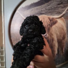Ginger (Pink Band) - Black female Poodle puppy in Plainfield, New Jersey from Caris Paws Poodles and Labradoodles