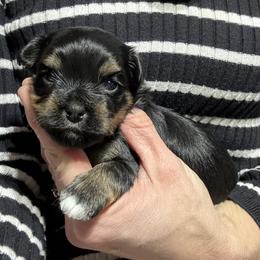 Boy 1 - Black and tan male Havanese puppy in Congerville, Illinois from Happy Go Lucky Havanese