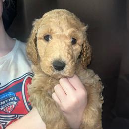 Brown Collar - Apricot male Goldendoodle puppy in Winchester, Tennessee from Mahaffey’s Doodles