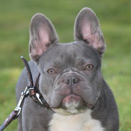 Vdara - French Bulldog