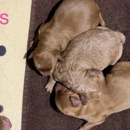 Male 1 - Apricot male Goldendoodle puppy in Greenville, South Carolina from Law Doodles of SC