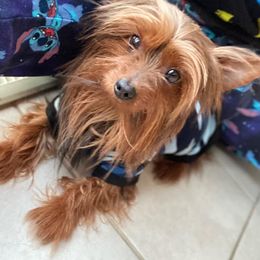 Yorkshire Terriers from THOMP PAWS
