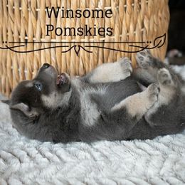 Pomsky Puppies from Winsome Pomskies