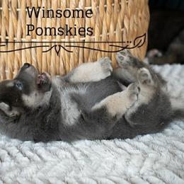 Pomsky Puppies from Winsome Pomskies