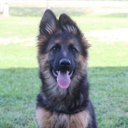 German Shepherd Puppies from Maroon Hills Kennel