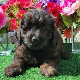 Ant - Phantom male Goldendoodle puppy in Beecher, Illinois from Erica’s Doodles