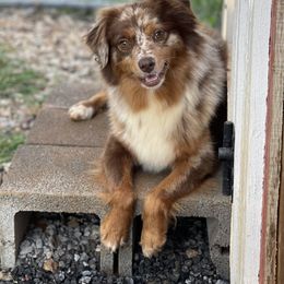 Bumper - Miniature Australian Shepherd