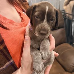 Athena - Liver and white female German Shorthaired Pointer puppy in Plymouth, Wisconsin from Oak Country GSP's