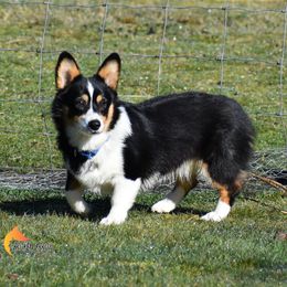 Pembroke Welsh Corgi All Grown Up from Broken Arrow Corgis
