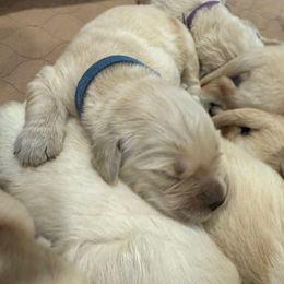 Thor - Light golden male Golden Retriever puppy in Oregon from Bliss Retrievers