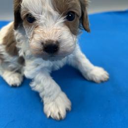 Tristan - Blenheim male Cavapoo puppy in Burke, New York from Patti’s Puppies