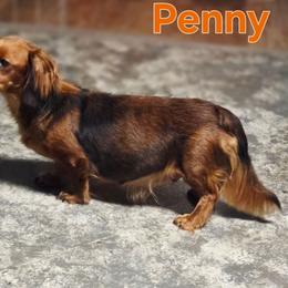 Penny - Dachshund