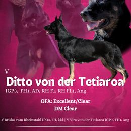 Ditto - German Shepherd