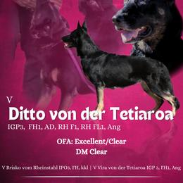 Ditto - German Shepherd