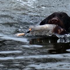 German Wirehaired Pointer Puppies from Fleetwood German Wirehaired Pointers