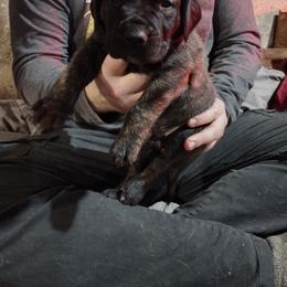Brown boy - Brindle male Boerboel puppy in Dowagiac, Michigan from Flanders Kennels LLC