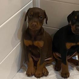 Doberman Pinscher Puppies from Jossie J's Dobermans