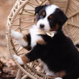 Noelle - Blue merle female Australian Shepherd puppy in Georgetown, Texas from River Reign Australian Shepherds