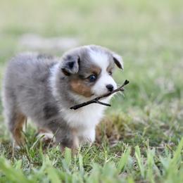 Georgio - Blue merle male Toy Australian Shepherd puppy in Wichita Falls, Texas from Shooting Stars Ranch Toy and Mini Aussies