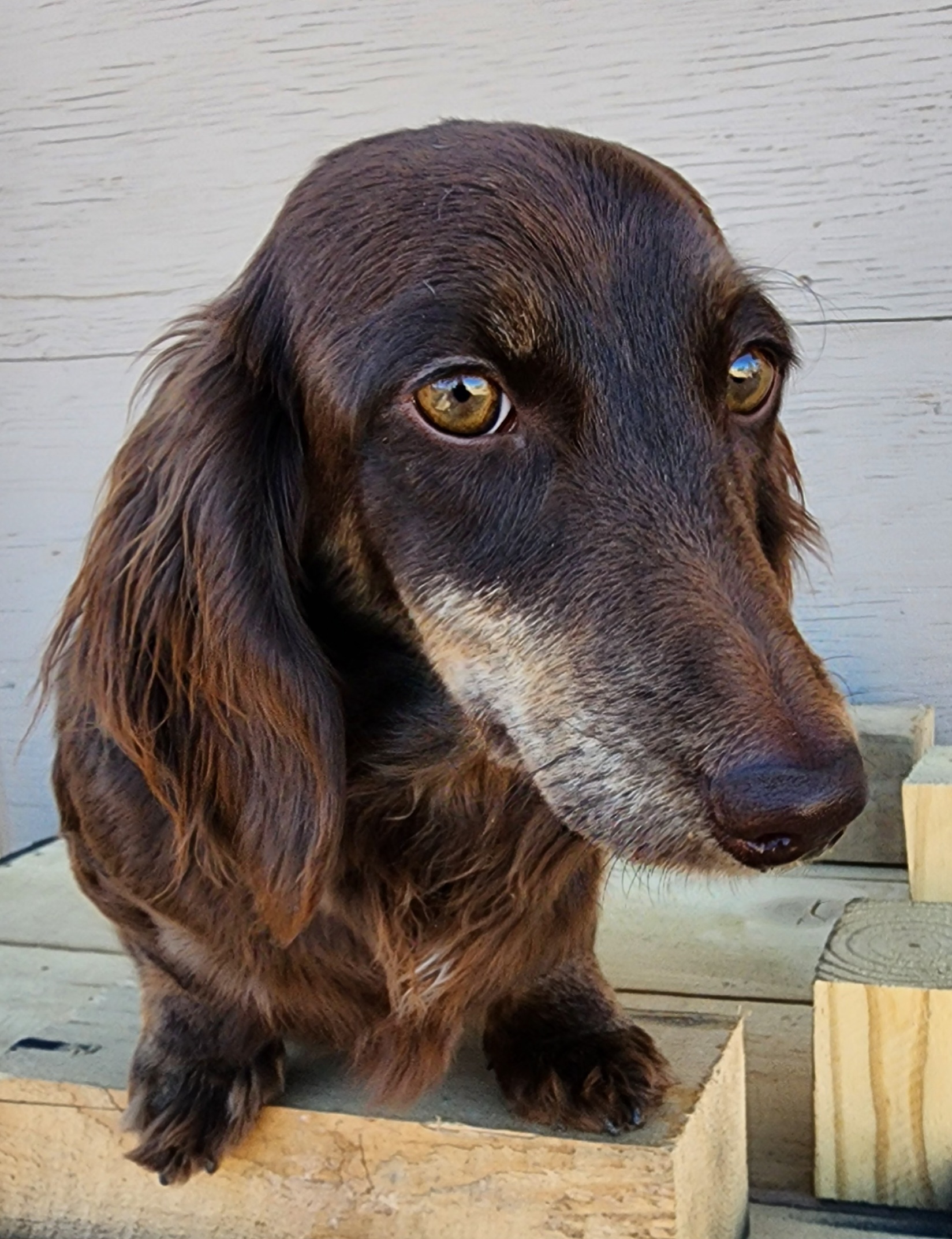 Truffles - Dachshund