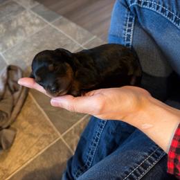 Hashbrown - Black and tan male Cavapoo puppy in Battle Lake, Minnesota from Panda Puppies