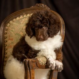 Poodle Puppies from Setting the Standard Poodles