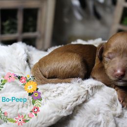 Bo-Peep (mint) - Red  female Goldendoodle puppy in Atchison, Kansas from Gracefully Doodled