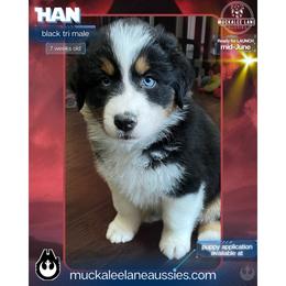 Han - Full Tail - Black tri-color male Australian Shepherd puppy in Albany, Georgia from Muckalee Lane Aussies