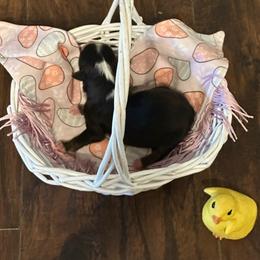 Girl 1 - Black tri female Miniature Australian Shepherd puppy in Doddridge, Arkansas from Huddleston Farm
