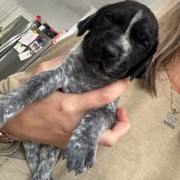 German Shorthaired Pointer Puppies from Golden pointers