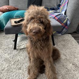 Double Doodle and Labradoodle All Grown Up from MerryGold Doodles