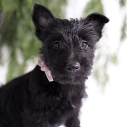 Rosie - Black female Scottish Terrier puppy in Mount Joy, Pennsylvania from K&M Kennel