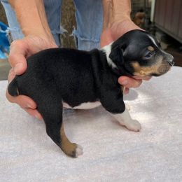 Misty - Black white and tan female Rat Terrier puppy in Gonzales, Texas from Sunshine Deckers