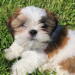 Boxer and Shih Tzu All Grown Up from Victorio Boxers & Shih-Tzu's