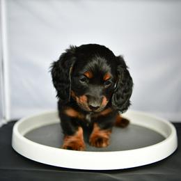 Boy 1 - Black and tan male Dachshund puppy in Austin, Texas from Glorious Minis