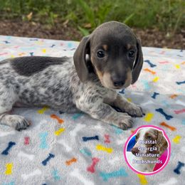 Blue Girl Covered In Ticking - Blue and tan female Dachshund puppy in Brunswick, Georgia from Coastal Georgia Miniature Dachshunds