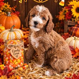 Candy Corn - Red  male Goldendoodle puppy in Daytona Beach, Florida from Beach Doodles