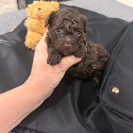 Rolo - Brown male Poodle puppy in Poplarville, Mississippi from Southern Belle Poodles