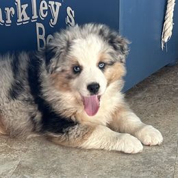 Theo - Blue merle male Australian Shepherd puppy in Sheridan, Arkansas from Runnin’ Wild Ranch Aussies