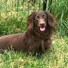 Pheonix - Dachshund