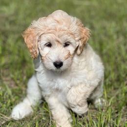 Lucy - Cream female Aussiedoodle puppy in Liberty, Texas from Poodles and Doodles Most Excellent Adventures