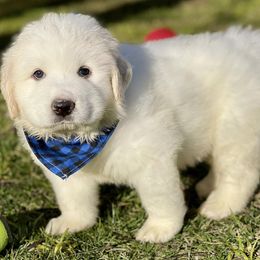 OFA health tested Blue Boy - Great Pyrenees puppy from River's Bend Walnut Orchard