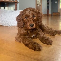 Goldendoodle Puppies from Shinecatchers Mini Goldendoodles