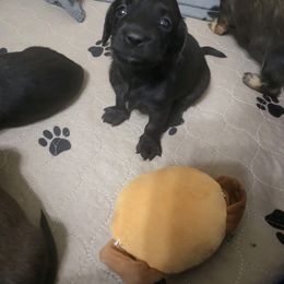 Dachshund Puppies from Harris Hugs and Wiener Wiggles