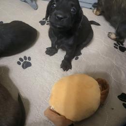Dachshund Puppies from Harris Hugs and Wiener Wiggles