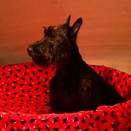 Cairn Terriers and Scottish Terriers from D & J SCOTTIES AND CAIRNS & Miniature Long haired Dachshunds